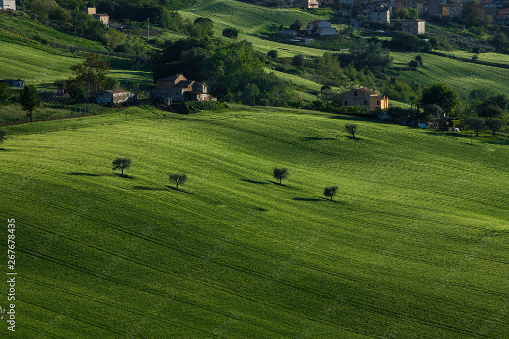 Grassy hill on a sunny afternoon in Italy