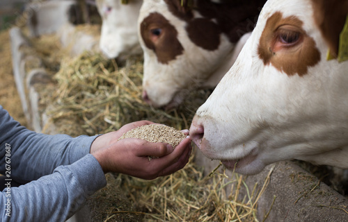Valokuva Farmer giving granules to cows