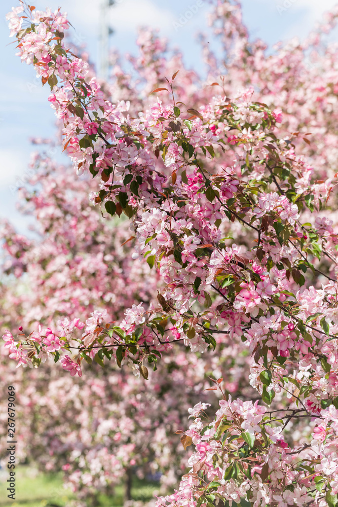 The blossoming apple-tree with pink petals  High key
