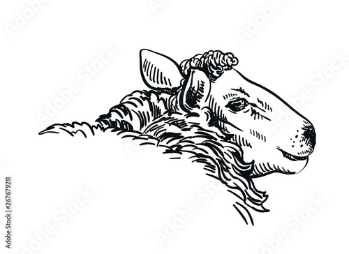 black and white drawing of a sheep in profile