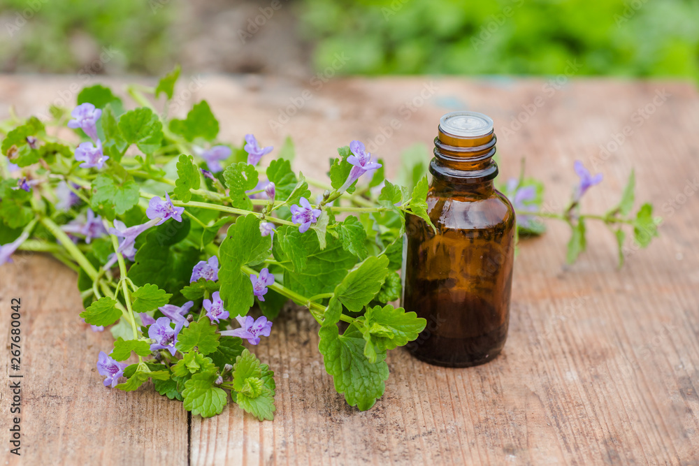 pharmaceutical bottle of medicine from Glechoma hederacea, Nepeta hederacea, ground-ivy, catsfoot, field balm, and run-away-robin, creeping jenny next to a bunch on green background. pharmaceutical bottle of medicine from Glechoma hederacea, Nepeta hederacea, ground-ivy, catsfoot, field balm, and run-away-robin, creeping jenny next to a bunch on green background.