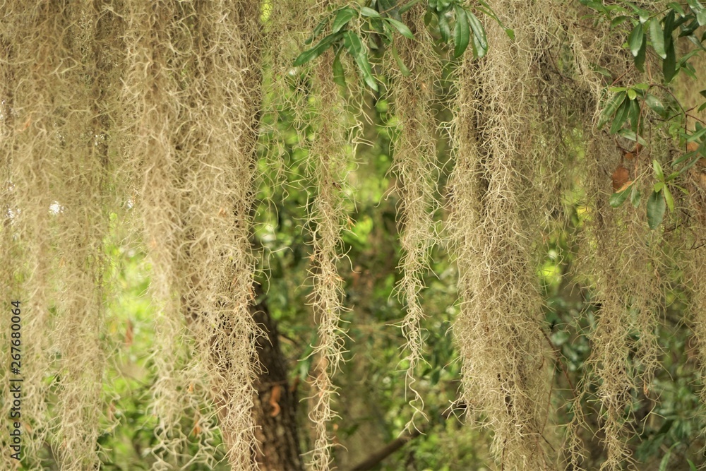 Spanish Moss (Tillandsia usneoides) hanging on the tree as the natural curtain formed texture, Spring in Savannah Georgia USA.