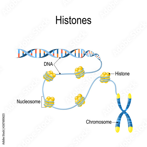 Histones. Schematic representation shows the organization and packaging of genetic material in Chromosome photo