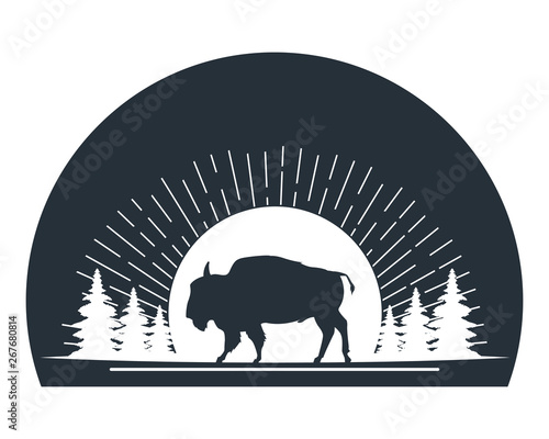 Buffalo wild animal