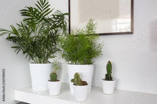 Houseplants in white pots and a white background, living room decoration modern design