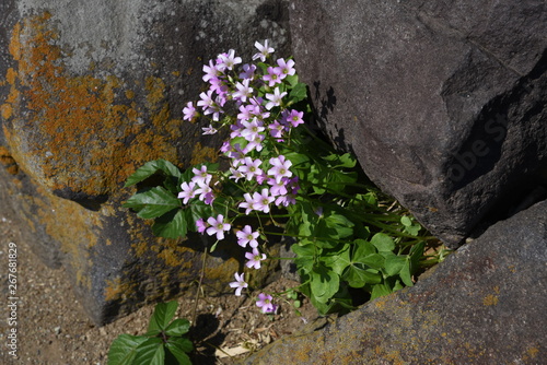 Oxalis corymbosa flowers