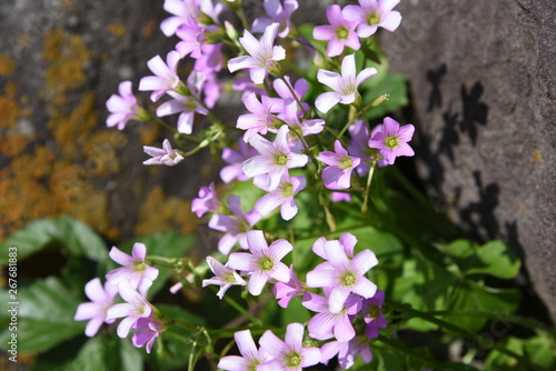 Fototapeta Naklejka Na Ścianę i Meble -  Oxalis corymbosa flowers