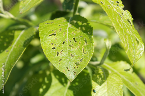 Feeding damage of Goat willow (Salix caprea) leaf by imago of Willow flea beetle or Crepidodera aurata. May, Belarus photo