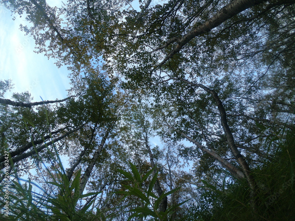 Fototapeta premium trees
