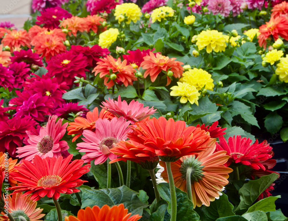 Colorful Chrysanthemums, Dahlias and Marigolds