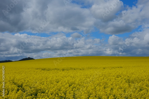 canola field  field of rape  yellow flowers  spring  castle background