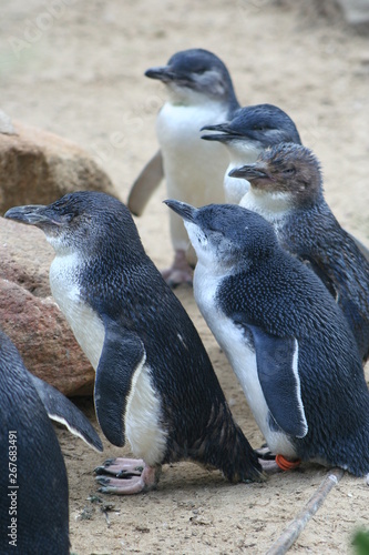 Group of little  small blue penguins close up