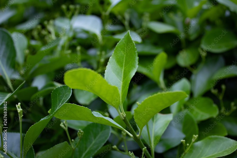 little leaf little leaf
