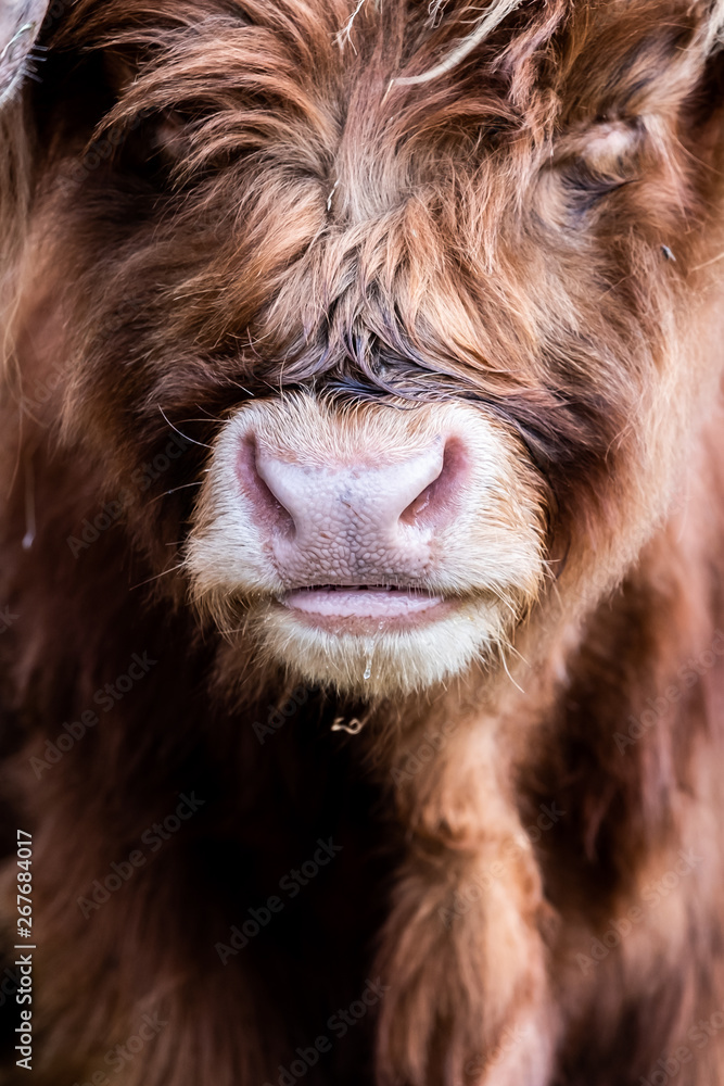Close up sur le museau d'une vache marron aux poils longs et longues cornes	