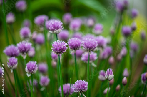 Beautiful purple blossoms of chives blooming