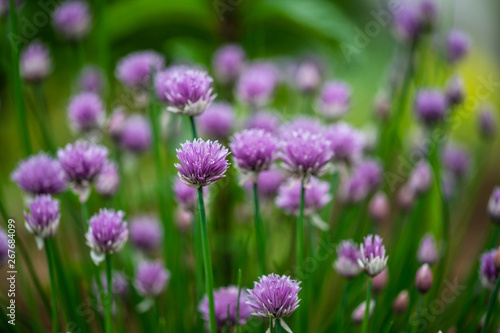 Quadro em tela Beautiful purple blossoms of chives blooming