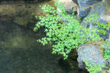 연못가 바위틈에 서 자라는 녹색 단풍잎