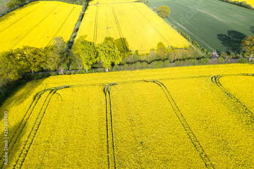 Rapeseed_Fields