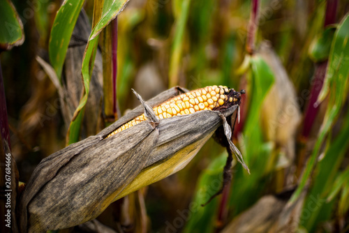 Closeup corn on the dry stalk in the corn field.