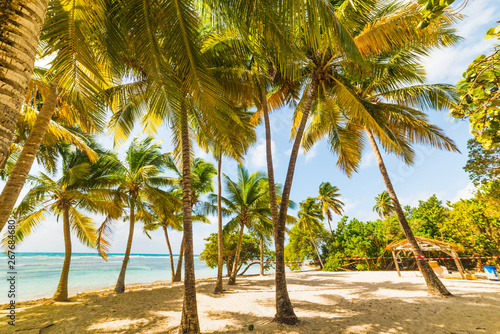 Fototapeta Naklejka Na Ścianę i Meble -  Palm trees on the sand in Bois Jolan beach in Guadeloupe