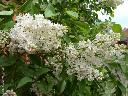 Beautiful branches of lilac with white flowers and green leaves.