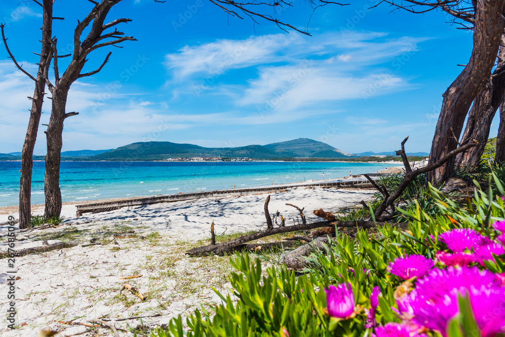 Flowers and white sand in Maria Pia beach in Alghero