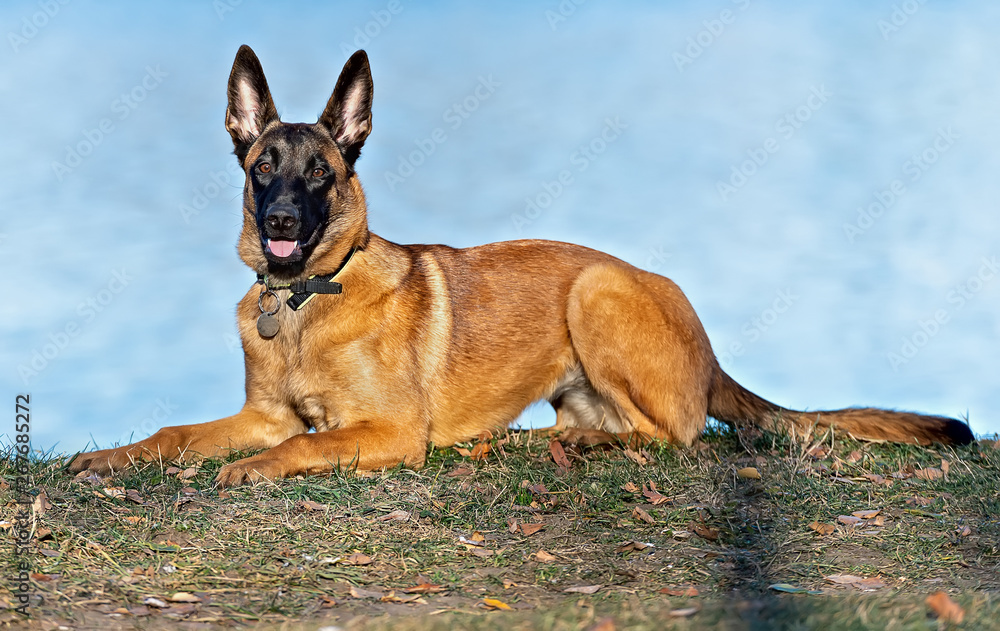 Belgian Shepherd puppy lying on the grass by the river