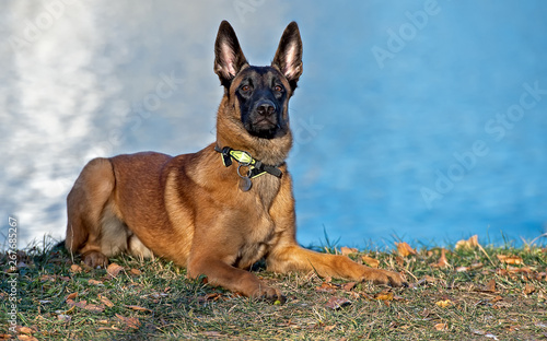 Belgian Shepherd puppy lying on the river bank