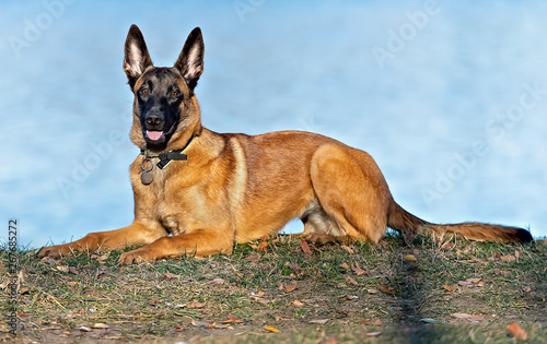 Belgian Shepherd puppy lying on the grass by the river