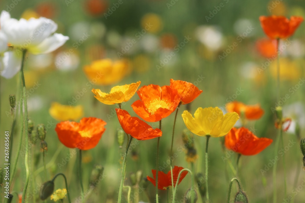 Obraz premium 馬見丘陵公園のポピー畑
