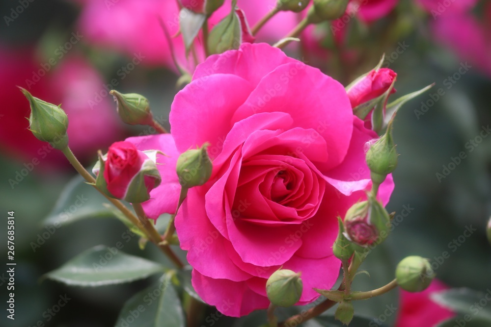 馬見丘陵公園の薔薇