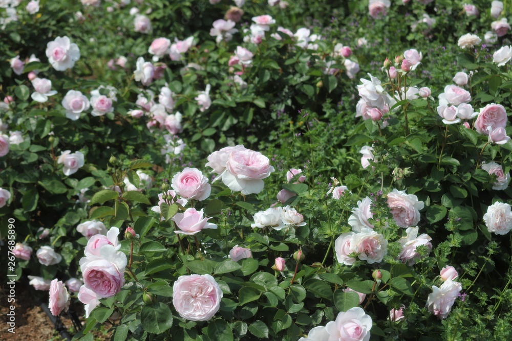 馬見丘陵公園の薔薇