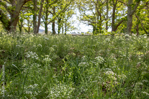 Fototapeta Naklejka Na Ścianę i Meble -  Spring field with trees and yarrow flowers. Healing and medicinal plants. Galician landscape.