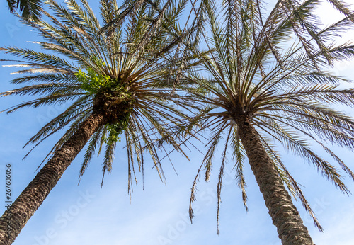 Bottom view of some palm trees with green leaves in front of the blue sky. Summer and holiday resource.