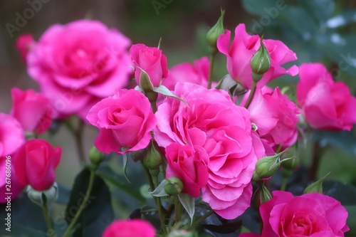 馬見丘陵公園の薔薇