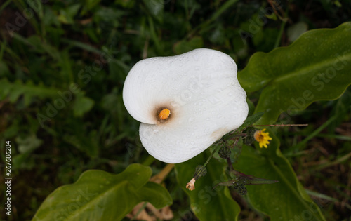 Beautiful overhead view of a white flower of arum lily wet by the dew on a background of vegetation and grass.