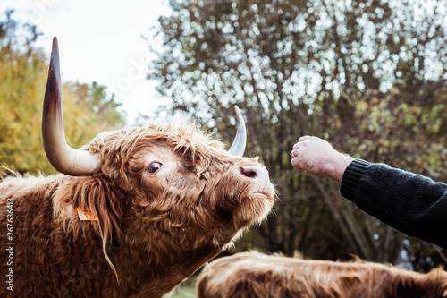 Vache marron aux poils longs et longues cornes photo