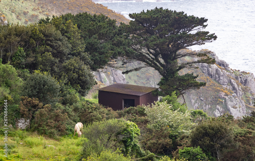 Nice view on a cliff with pine and oak trees, an acseta and a white horse on the coast of Galicia, Spain.