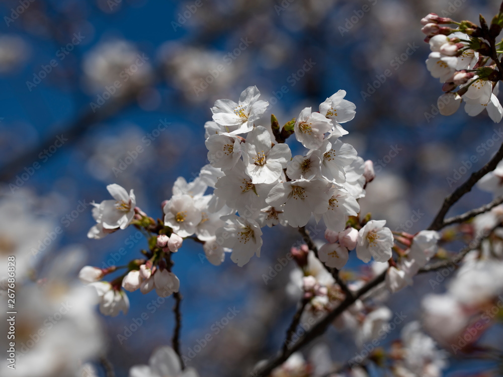 桜