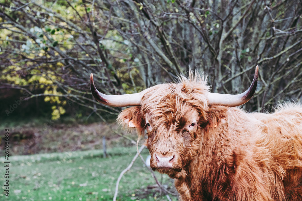 Vache marron aux poils longs et longues cornes Vache marron aux poils longs et longues cornes