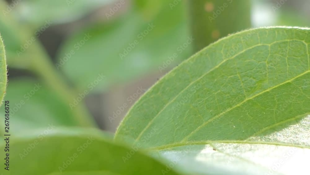 Jumping spider on leaves in tropical rain forest. Jumping spider on leaves in tropical rain forest.