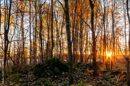 Rays of the setting sun make their way through the thinned autumn forest © Галина Сандалова