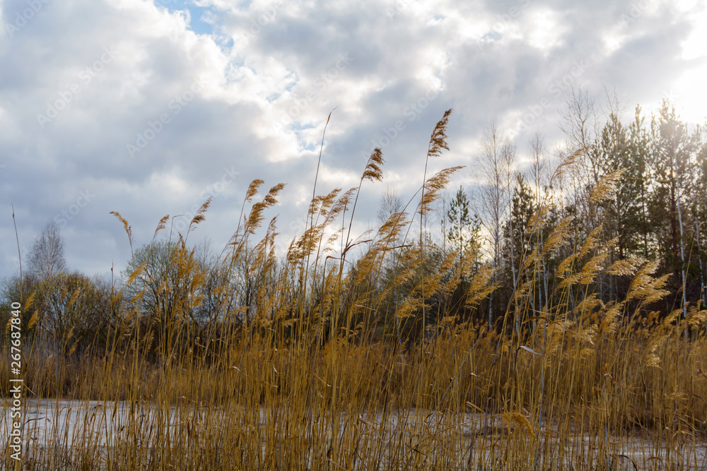 reed beds on a dry lake