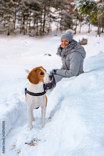 Fototapeta Naklejka Na Ścianę i Meble -  Beagle dog first time on snow with owner.
