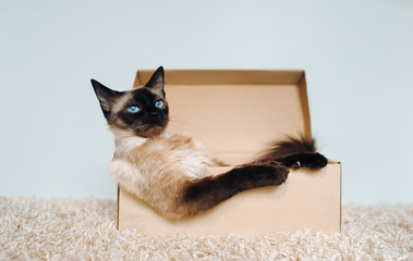 Rest of a cat in a cardboard box. Depression and apathy. Siamese cat boss. Sated and sleepy animal. Funny photo. Angry leader.