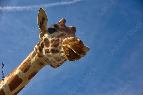 Photography giraffe in the sky