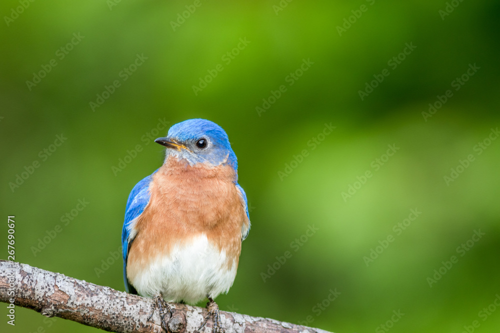 Fototapeta premium Eastern Bluebird Male, Sialia Sialis, perched on a branch in early Spring