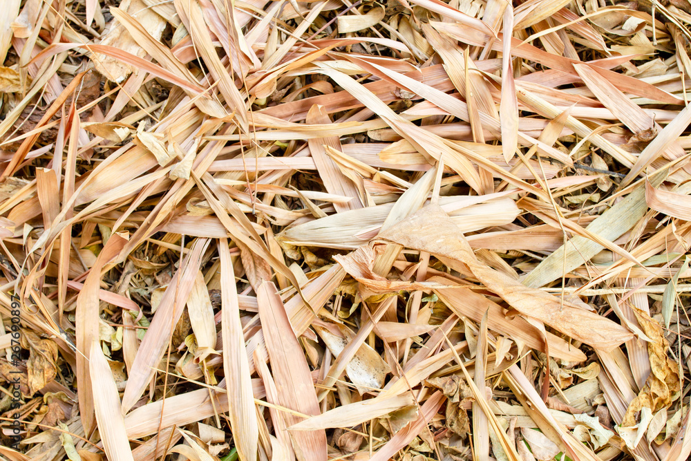 Close up Texture of Yellow dry bamboo leaves and other Dry leaf that fall on the ground. Close up Texture of Yellow dry bamboo leaves and other Dry leaf that fall on the ground.