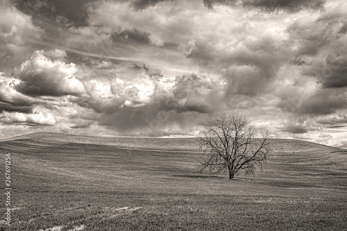 Monochrome photo of tree in field.