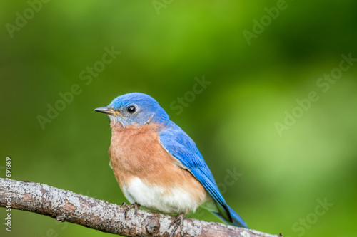 Eastern Bluebird Male, Sialia Sialis, perched on a branch in early Spring
